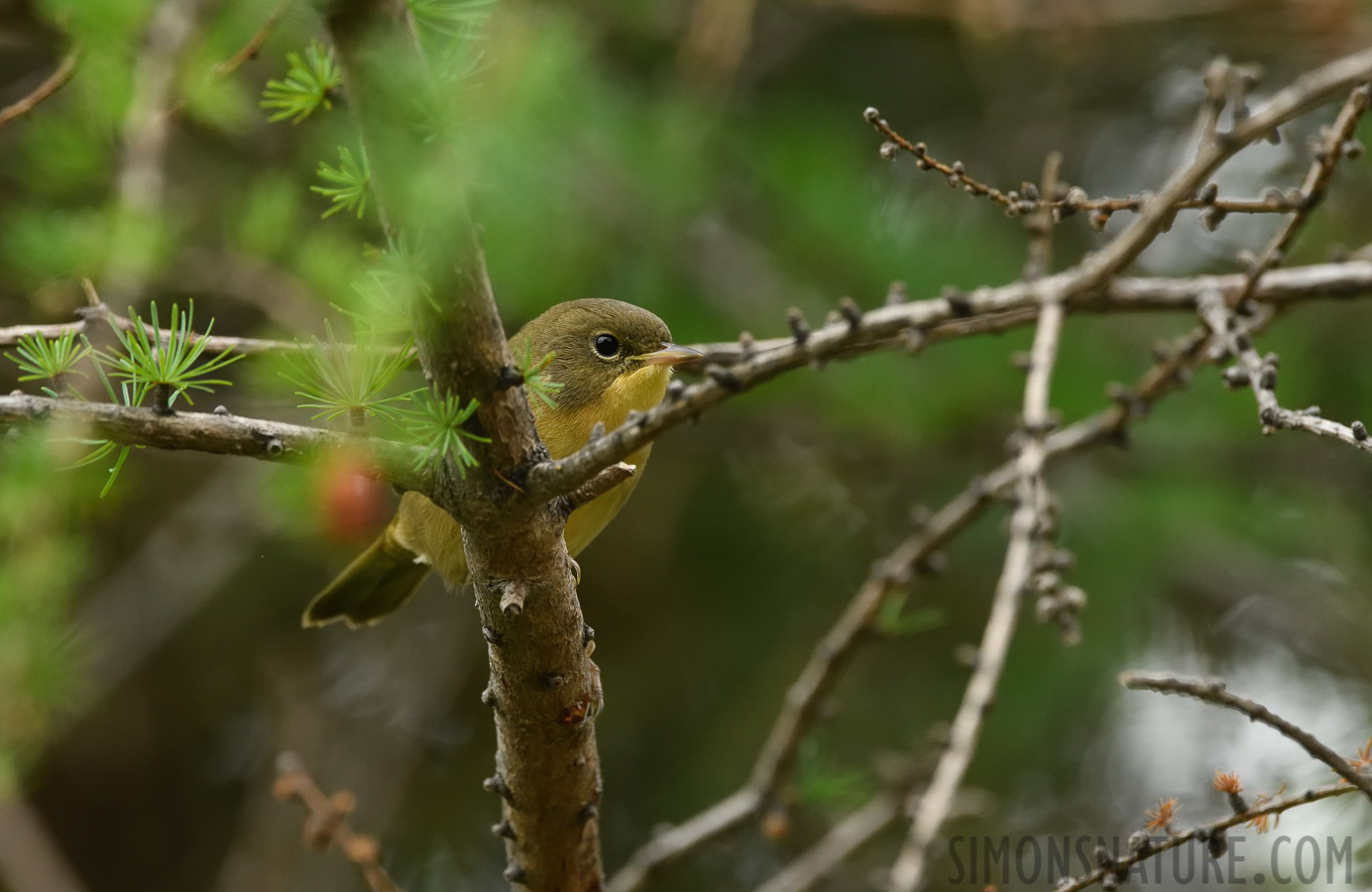 Geothlypis trichas trichas [400 mm, 1/320 Sek. bei f / 8.0, ISO 1600]